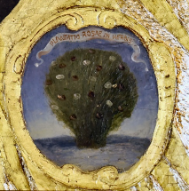 Plantatio rosae in herbis